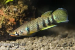 Querbandhechtling, Epiplatys dageti dageti