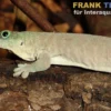 Querstreifentaggecko, Phelsuma standingi