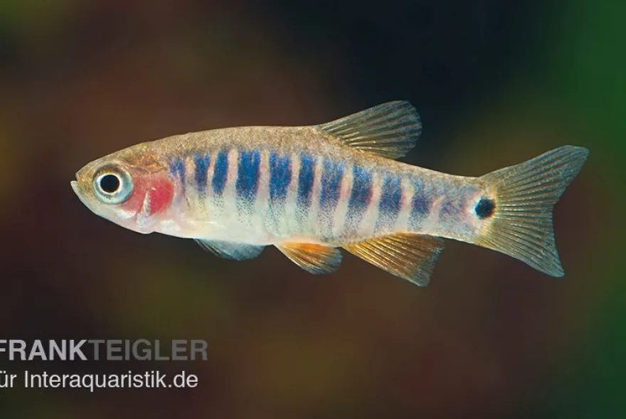 Querstreifen-Zwergbärbling, Danio erythromicron (Minifisch)