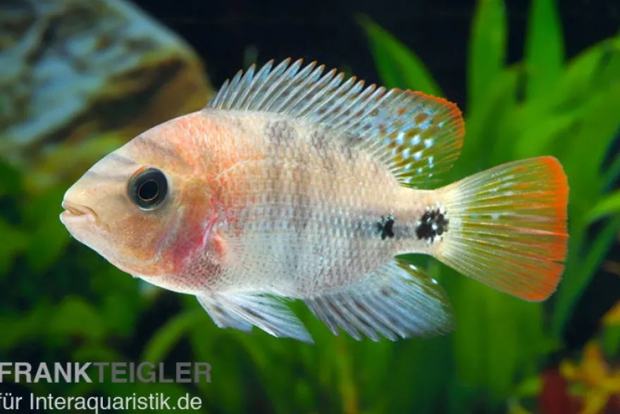 Quetzal-Buntbarsch, Cichlasoma synspilum, DNZ