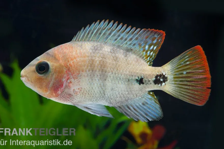 Quetzal-Buntbarsch, Cichlasoma synspilum, DNZ