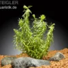 Quirlblättrige Rotala, Rotala wallichii, Im Topf