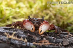 Rainbow Mangrovenkrabbe, Pseudosesarma sp., Zufällig ausgewählt