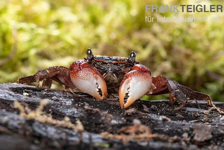 Rainbow Mangrovenkrabbe, Pseudosesarma sp., Zufällig ausgewählt