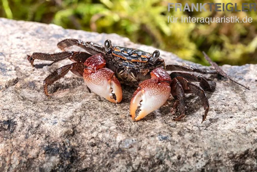 Rainbow Mangrovenkrabbe, Pseudosesarma sp., Zufällig ausgewählt