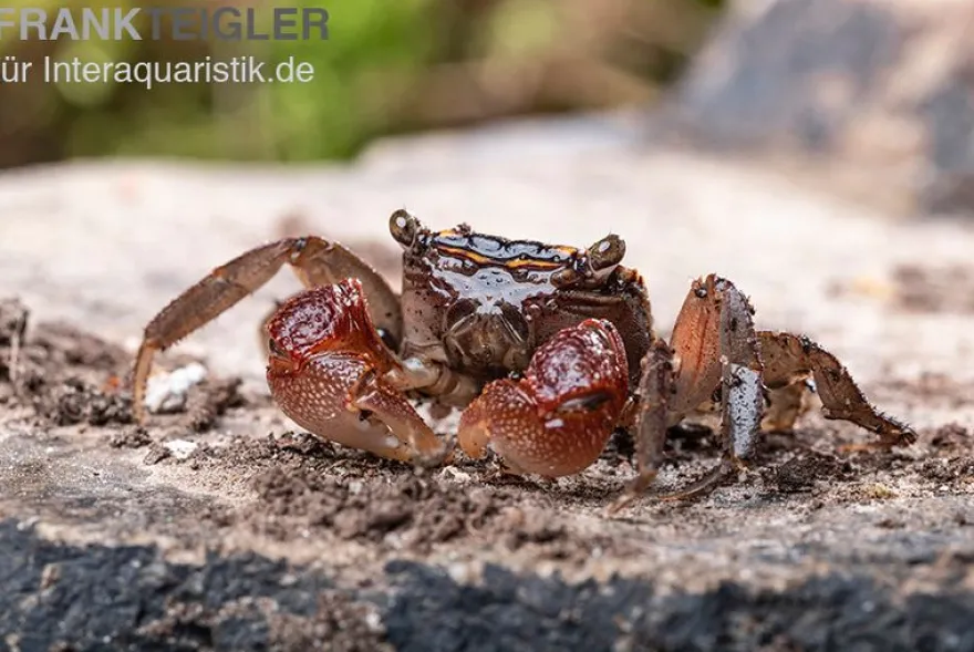 Rainbow Mangrovenkrabbe, Pseudosesarma sp., Zufällig ausgewählt