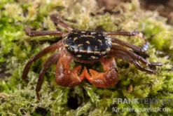 Rainbow Mangrovenkrabbe, Pseudosesarma sp., Zufällig ausgewählt