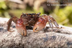 Rainbow Mangrovenkrabbe, Pseudosesarma sp., Zufällig ausgewählt