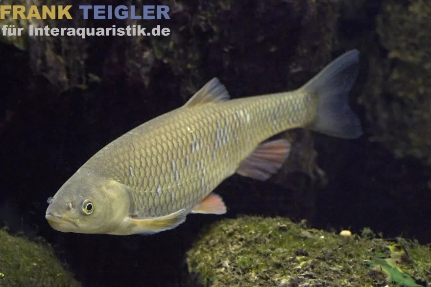 Rapfen, Schied, Leuciscus aspius, 10-12 cm (Kaltwasser)