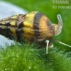 Raubturmdeckelschnecke, Anentome helena (Clea helena)