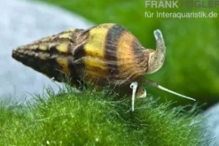 Raubturmdeckelschnecke, Anentome helena (Clea helena)