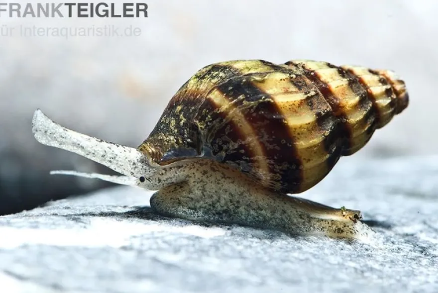 Raubturmdeckelschnecke, Anentome helena (Clea helena)
