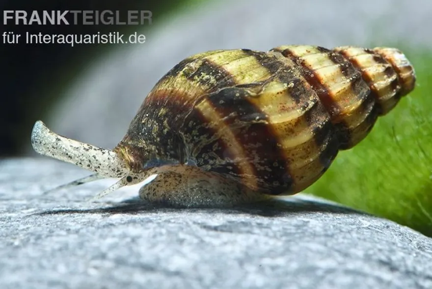 Raubturmdeckelschnecke, Anentome helena (Clea helena)