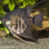 Rauch-Zebra-Skalar, Pterophyllum scalare Zebra Smoke, DNZ