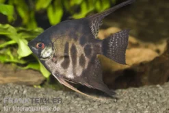 Rauch-Zebra-Skalar, Pterophyllum scalare Zebra Smoke, DNZ