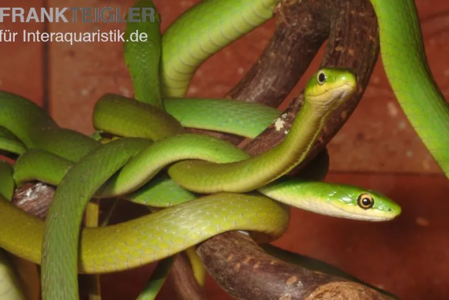 Raue Grasnatter, Opheodrys aestivus