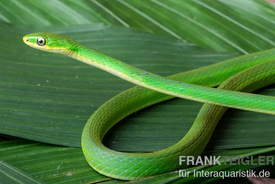 Raue Grasnatter, Opheodrys aestivus