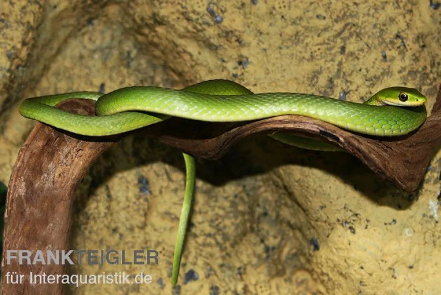 Raue Grasnatter, Opheodrys aestivus