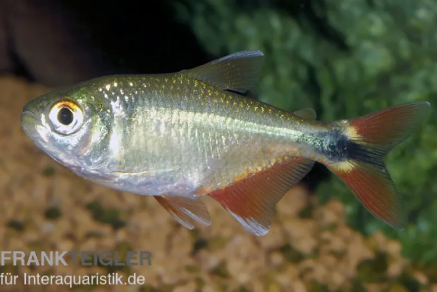 Rautenflecksalmler, Hemigrammus caudovittatus