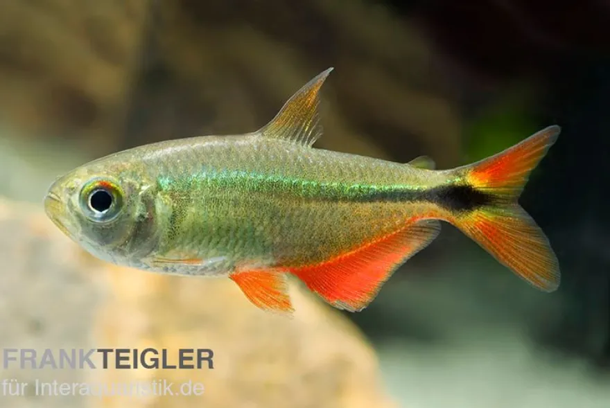 Rautenflecksalmler, Hemigrammus caudovittatus