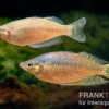 Rawa-Biru-Regenbogenfisch, Melanotaenia splendida rubrostriata "Rawa Biru"