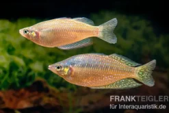 Rawa-Biru-Regenbogenfisch, Melanotaenia splendida rubrostriata "Rawa Biru"