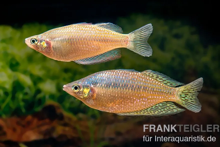 Rawa-Biru-Regenbogenfisch, Melanotaenia splendida rubrostriata "Rawa Biru"