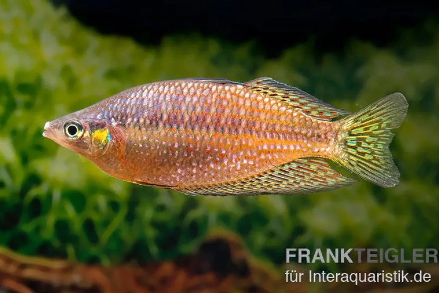 Rawa-Biru-Regenbogenfisch, Melanotaenia splendida rubrostriata "Rawa Biru"