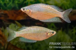 Rawa-Biru-Regenbogenfisch, Melanotaenia splendida rubrostriata