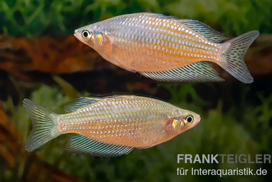 Rawa-Biru-Regenbogenfisch, Melanotaenia splendida rubrostriata "Rawa Biru"