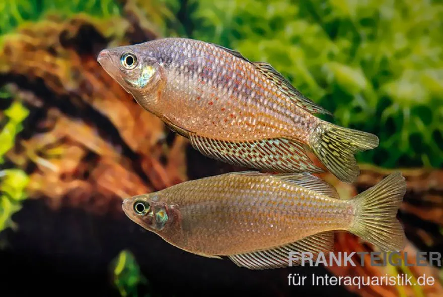 Rawa-Biru-Regenbogenfisch, Melanotaenia splendida rubrostriata "Rawa Biru"
