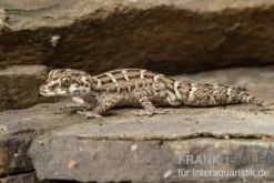 Rübenschwanz-Viperngecko, Hemidactylus imbricatus DNZ