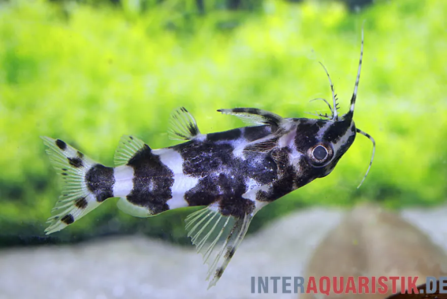 Rückenschwimmder Zebrakongowels, Synodontis sp. aff. nigriventris ZEBRA KUTU