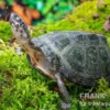 Rückenstreifen-Pelomedusenschildkröte, Pelusios gabonensis