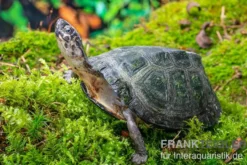 Rückenstreifen-Pelomedusenschildkröte, Pelusios gabonensis