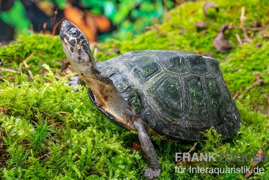 Rückenstreifen-Pelomedusenschildkröte, Pelusios gabonensis