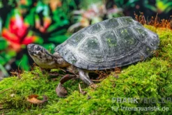 Rückenstreifen-Pelomedusenschildkröte, Pelusios gabonensis