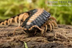 Rückenstrich Bandfüßer, Coromus vittatus vittatus