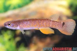 Rectocaudatus-Killifisch, Laimosemion rectocaudatus