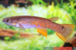 Rectocaudatus-Killifisch, Laimosemion rectocaudatus