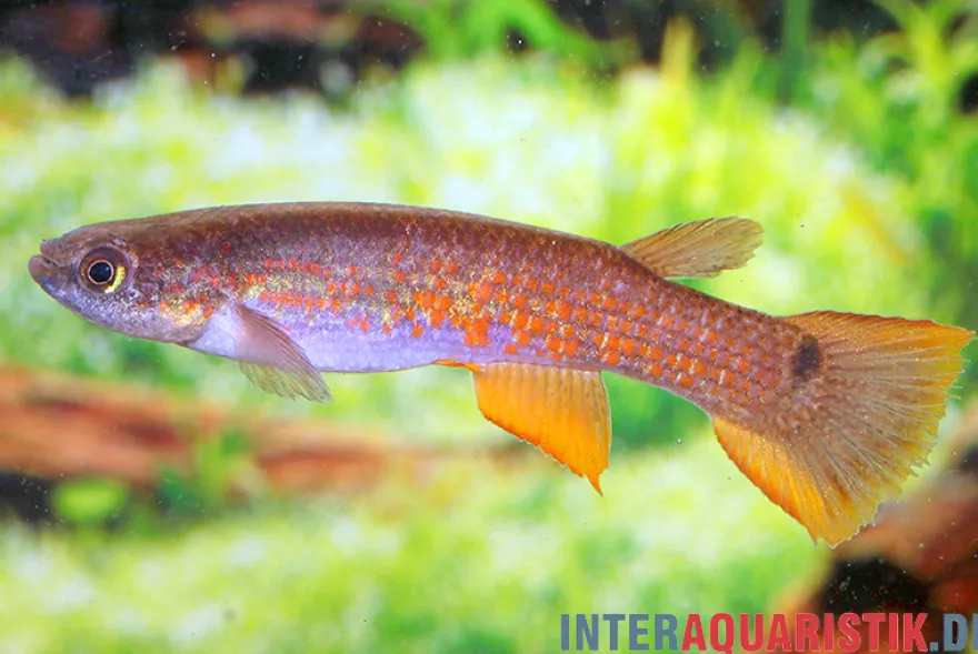 Rectocaudatus-Killifisch, Laimosemion rectocaudatus