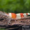 Red Bee Grade A Garnele, Caridina logemanni