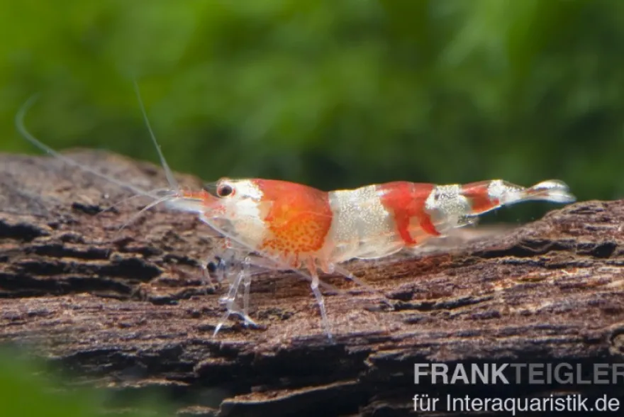 Red Bee Grade A Garnele, Caridina logemanni