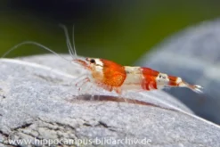 Red Bee Grade A Garnele, Caridina logemanni