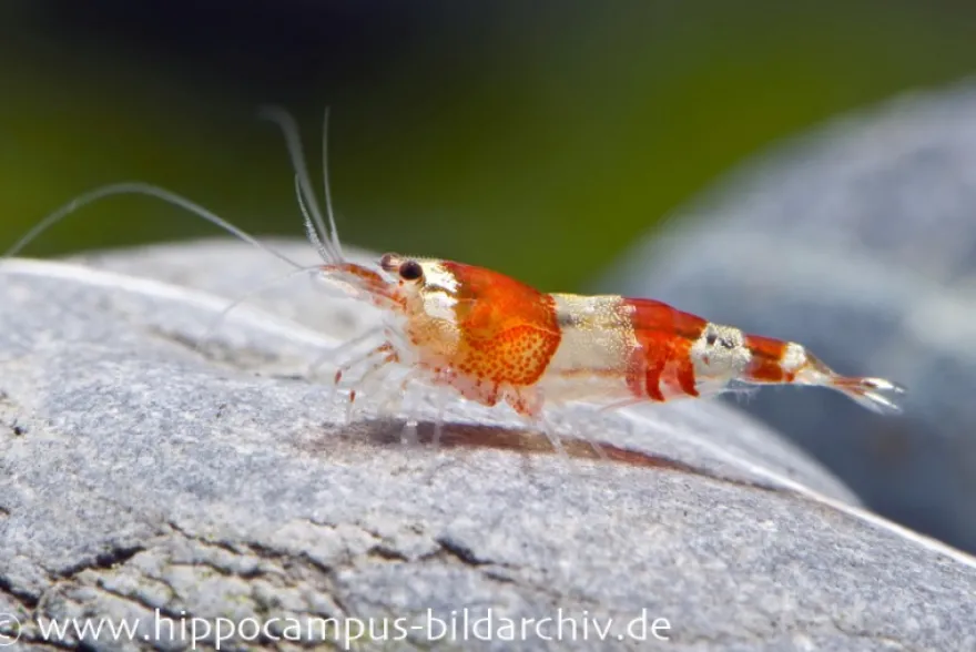 Red Bee Grade A Garnele, Caridina logemanni
