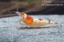 Red Bee Hinomaru Garnele, Grade SS-SSS, Caridina logemanni