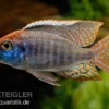 Red-Cap-Cichlide, Lethrinops spec. red cap