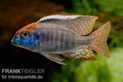 Red-Cap-Cichlide, Lethrinops spec. red cap
