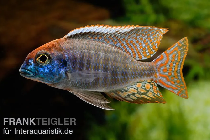 Red-Cap-Cichlide, Lethrinops spec. red cap