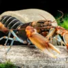 "Red Claw" Tigerkrebs, Cherax peknyi var. "Red Claw" - Zufällig